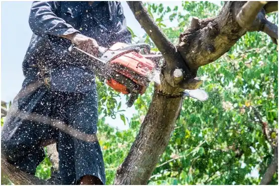 tree services Coopertown